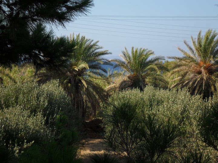Olive grove and coastline near PINES & VINES in Petras, Sitia